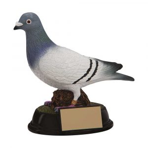 Pigeon